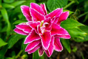 Lily flower in the garden. Shallow depth of field.
