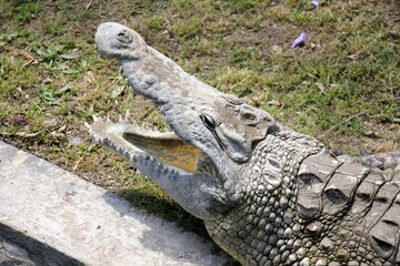 A crocodile lives in a nursery in northern Israel.