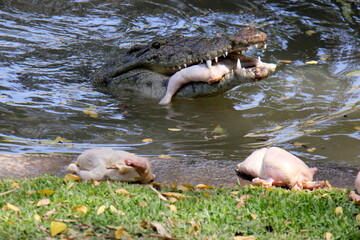 A crocodile lives in a nursery in northern Israel.