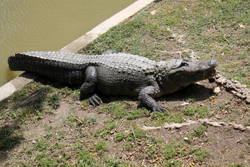 A crocodile lives in a nursery in northern Israel.