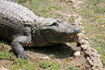 A crocodile lives in a nursery in northern Israel.