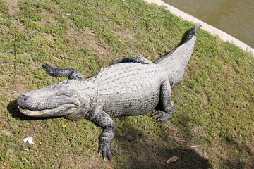 A crocodile lives in a nursery in northern Israel.