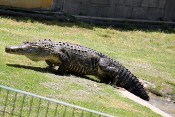 A crocodile lives in a nursery in northern Israel.
