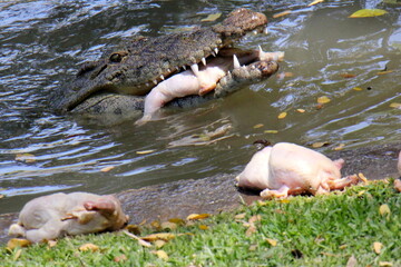 A crocodile lives in a nursery in northern Israel.