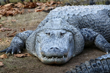 A crocodile lives in a nursery in northern Israel.