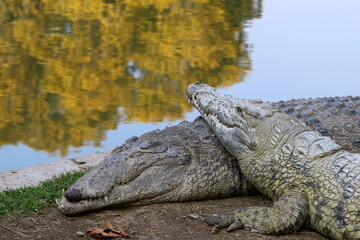 A crocodile lives in a nursery in northern Israel.