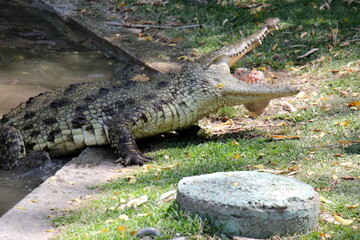A crocodile lives in a nursery in northern Israel.