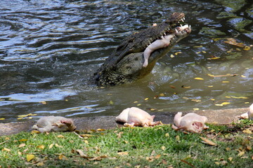 A crocodile lives in a nursery in northern Israel.