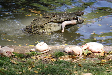 A crocodile lives in a nursery in northern Israel.