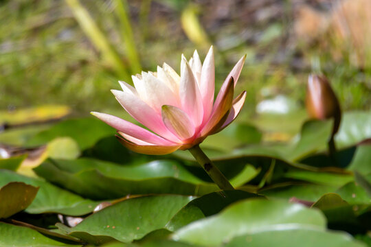 Water Lily in the pond at Mayfield Garden