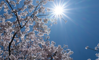 Spring background. White cherry blossoms against a blue sky. Easter background. White blossom tree. Spring blooming sakura cherry flowers branch.