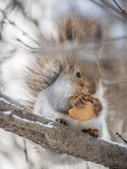 The squirrel with nut sits on tree in the winter or late autumn