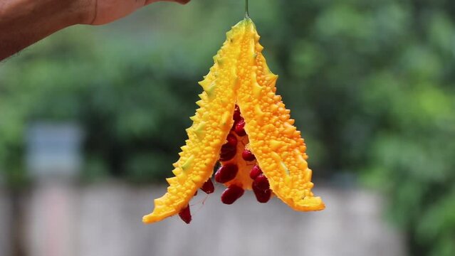 Bitter gourd or bitter melon is fully ripened with view of its seeds. Harvested vegetable from the gardens