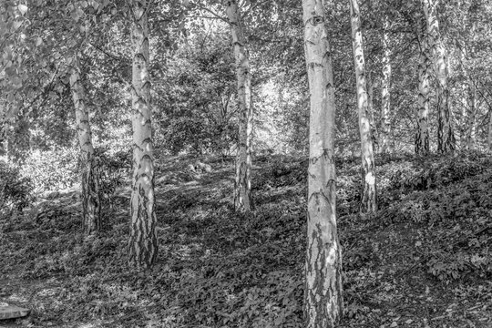 Trees in black and white at Mayfield Garden