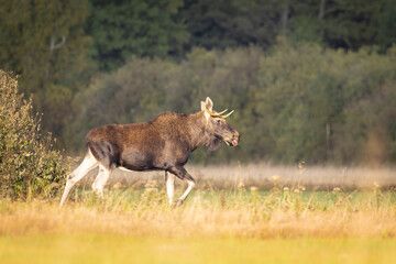 The moose (elk), Alces alces, Biebrzanski National Park, Poland.