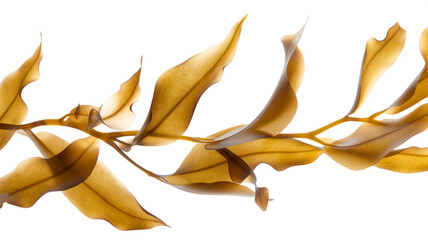 Golden brown seaweed kelp dancing gracefully, isolated on a white background.