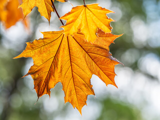 Tree branch with dark red leaves, Acer platanoides, the Norway maple Crimson King. Red Maple acutifoliate Crimson King, young plant with green background.