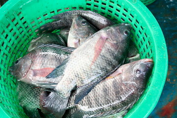 Fresh tilapia in a green basket