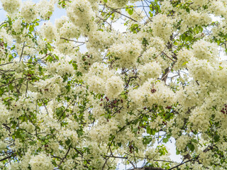 White blossoming apple trees in the sunset light. Spring season, spring colors.