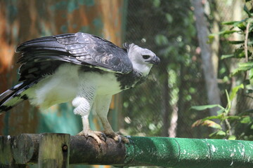 Gamboa, Panama natural settings and wildlife. Harpy Eagle at his finest. - obrazy, fototapety, plakaty