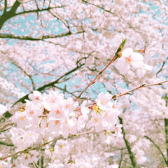 cherry blossom