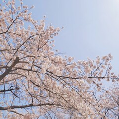 cherry blossom