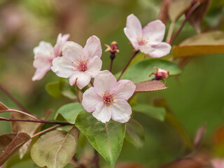Fresh pink flowers of a blossoming apple tree with blured background
