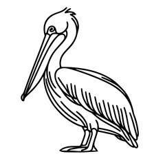 Pelican bird hand drawn 