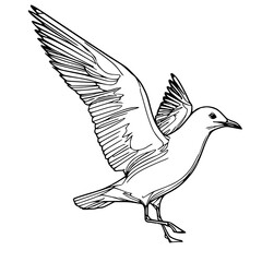 Illustration of a seagull hand drawn 