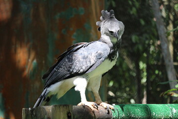 Gamboa, Panama natural settings and wildlife. Harpy Eagle at his finest. - obrazy, fototapety, plakaty