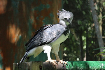 Gamboa, Panama natural settings and wildlife. Harpy Eagle at his finest.