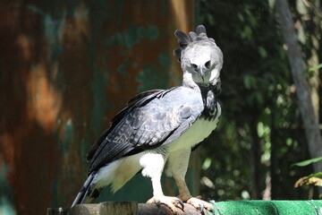Gamboa, Panama natural settings and wildlife. Harpy Eagle at his finest.