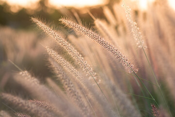 Setaria verticillata grass in the meadow with sunset