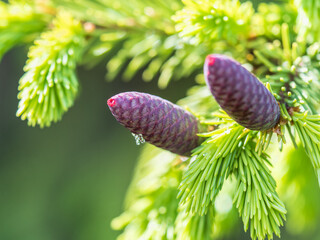 A young female cone of ordinary spruce, it is pink and its scales invitingly open in anticipation...