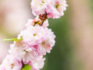 Beautiful Pink Flowers of Prunus triloba, Blossom, pink flowers. Prunus triloba, sometimes called...