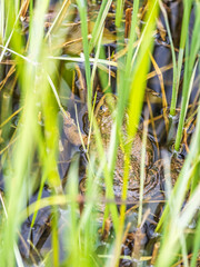 A large green frog sits in the marsh.