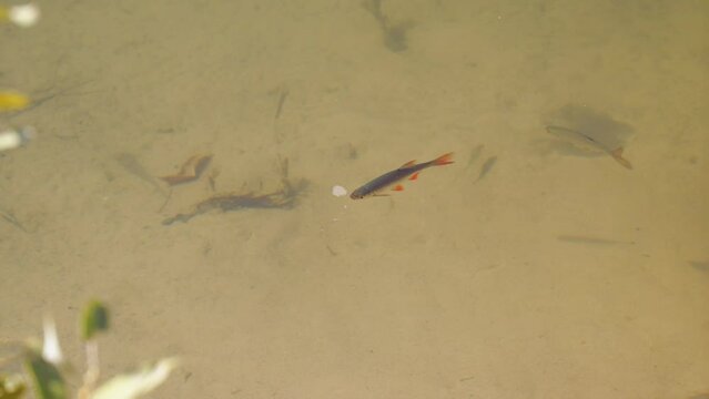 Small freshwater fish swim and play in sunny weather in a pond or in a river