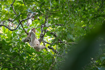 Three-toed sloth
