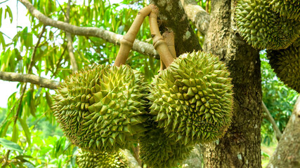 fresh raw durian hanging on its tree. king of fruit. already ripe, ready to harvest.