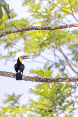 BLACK-MANDIBLED TOUCAN