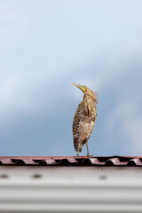 TIGER HERON