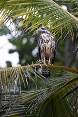 COMMON BLACK HAWK