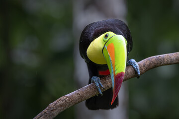 KEEL-BILLED TOUCAN