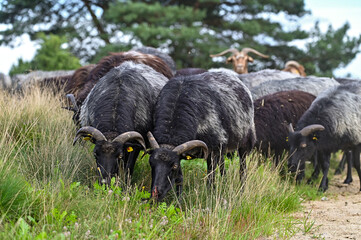 Heidschnucken Schafe und Ziegen ziehen mit ihrem Schäfer zur Landschaftspflege durch die...