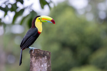 KEEL-BILLED TOUCAN