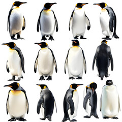 Clipart illustration featuring a various of penguin on white background. Suitable for crafting and digital design projects.[A-0004]