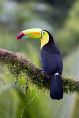 KEEL-BILLED TOUCAN