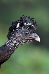 GREAT CURASSOW
