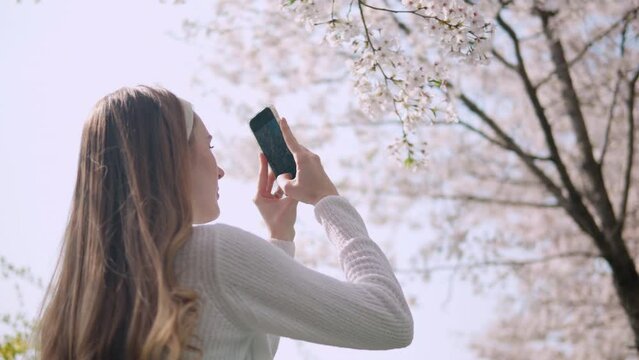 Female Tourist With Long Blonde Hair Taking Photos Of Sakura Flower Trees In Springtime At Yangjae Citizen's Forest Park, Seocho Seoul, South Korea.