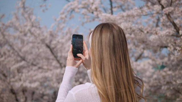 Woman With Long Blonde Hair Taking Photos Of Sakura Flower Trees At Yangjae Citizen's Forest Park, Seocho District, Seoul City, South Korea. Rear Shot